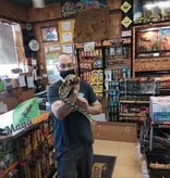 Magazoo Serpent ratier Beauté de Taiwan (Mâle 4.5 ans)