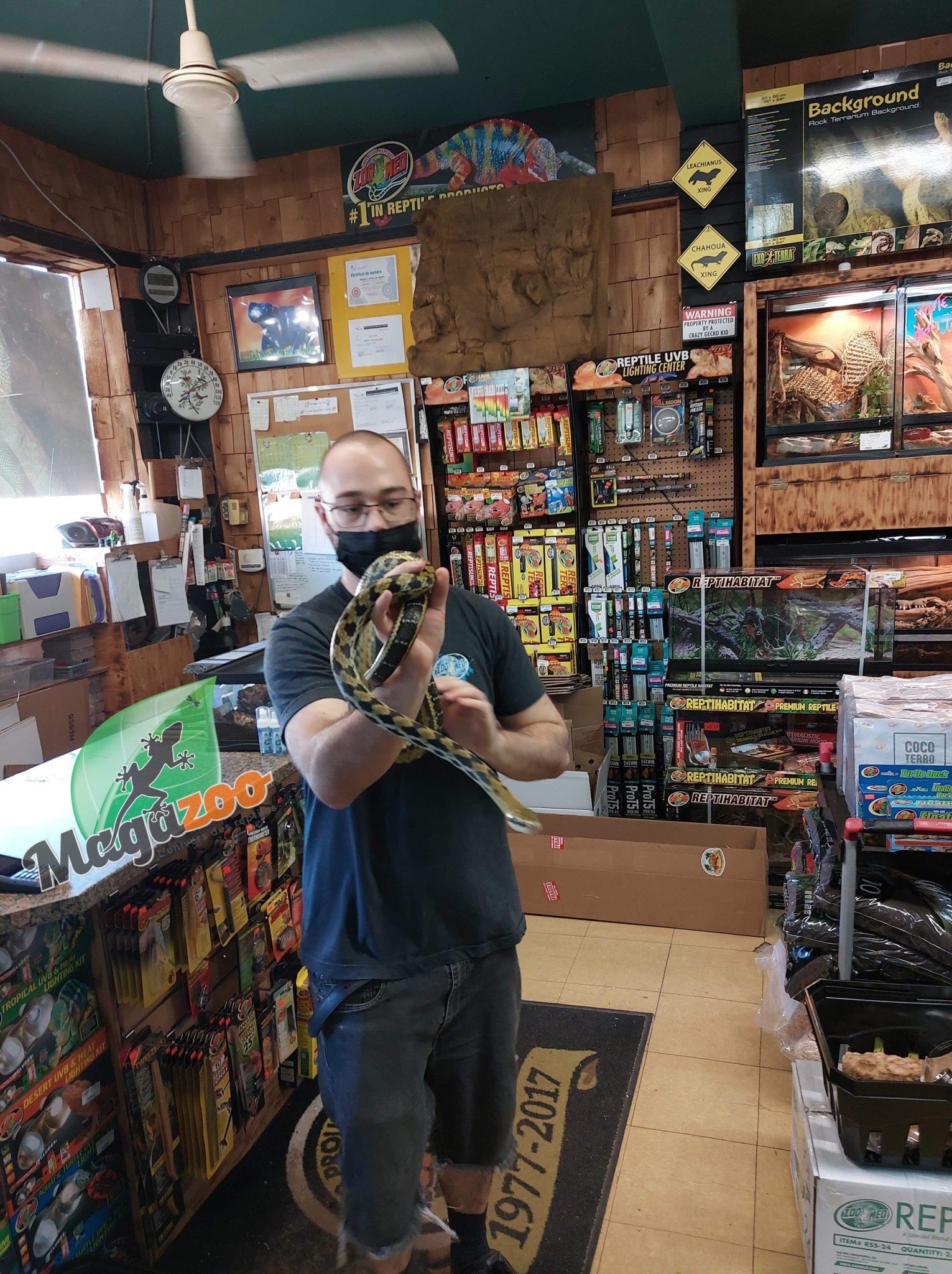 Magazoo Serpent ratier Beauté de Taiwan (Mâle 4.5 ans)