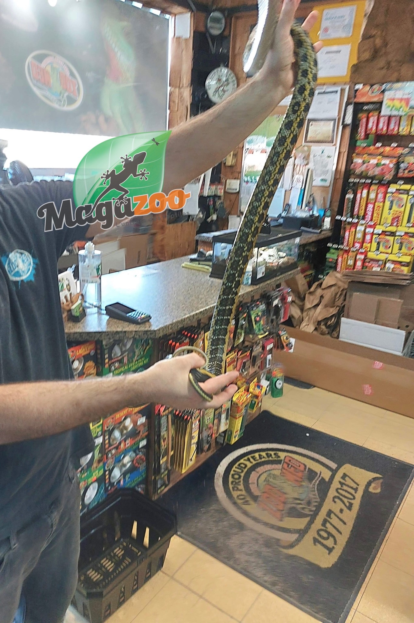 Magazoo Serpent ratier Beauté de Taiwan (Mâle 4.5 ans)