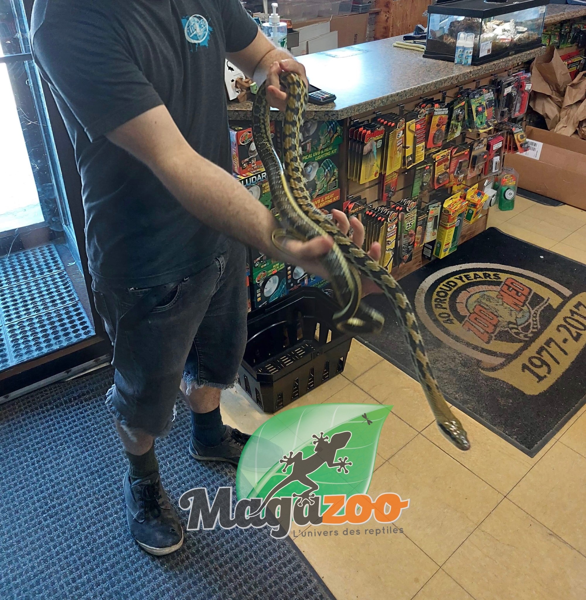 Magazoo Serpent ratier Beauté de Taiwan (Mâle 4.5 ans)