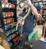 Magazoo Serpent ratier Beauté de Taiwan (Femelle 6 ans)