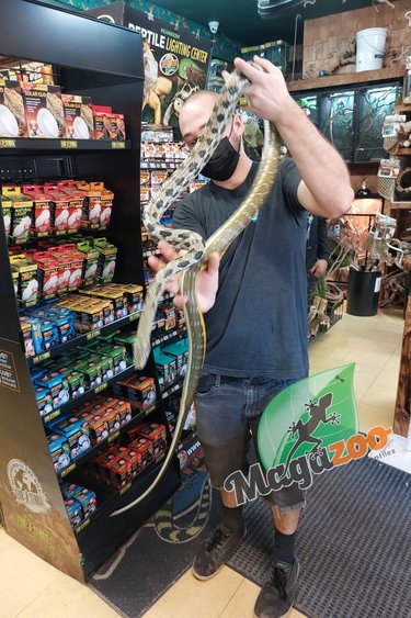 Magazoo Serpent ratier Beauté de Taiwan (Femelle 6 ans)