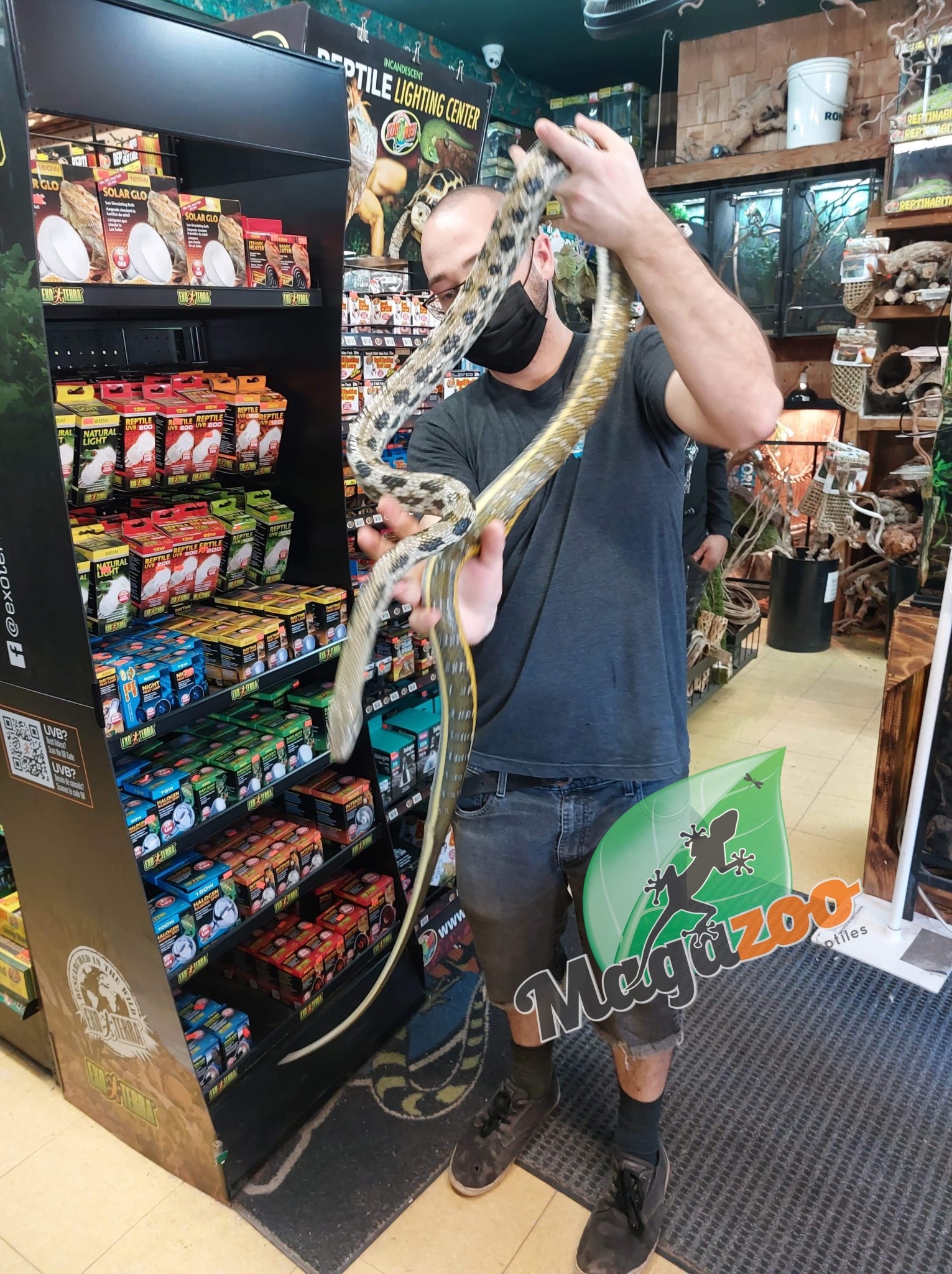 Magazoo Serpent ratier Beauté de Taiwan (Femelle 6 ans)