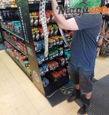 Magazoo Taiwan beauty snake (Female 4 years old)