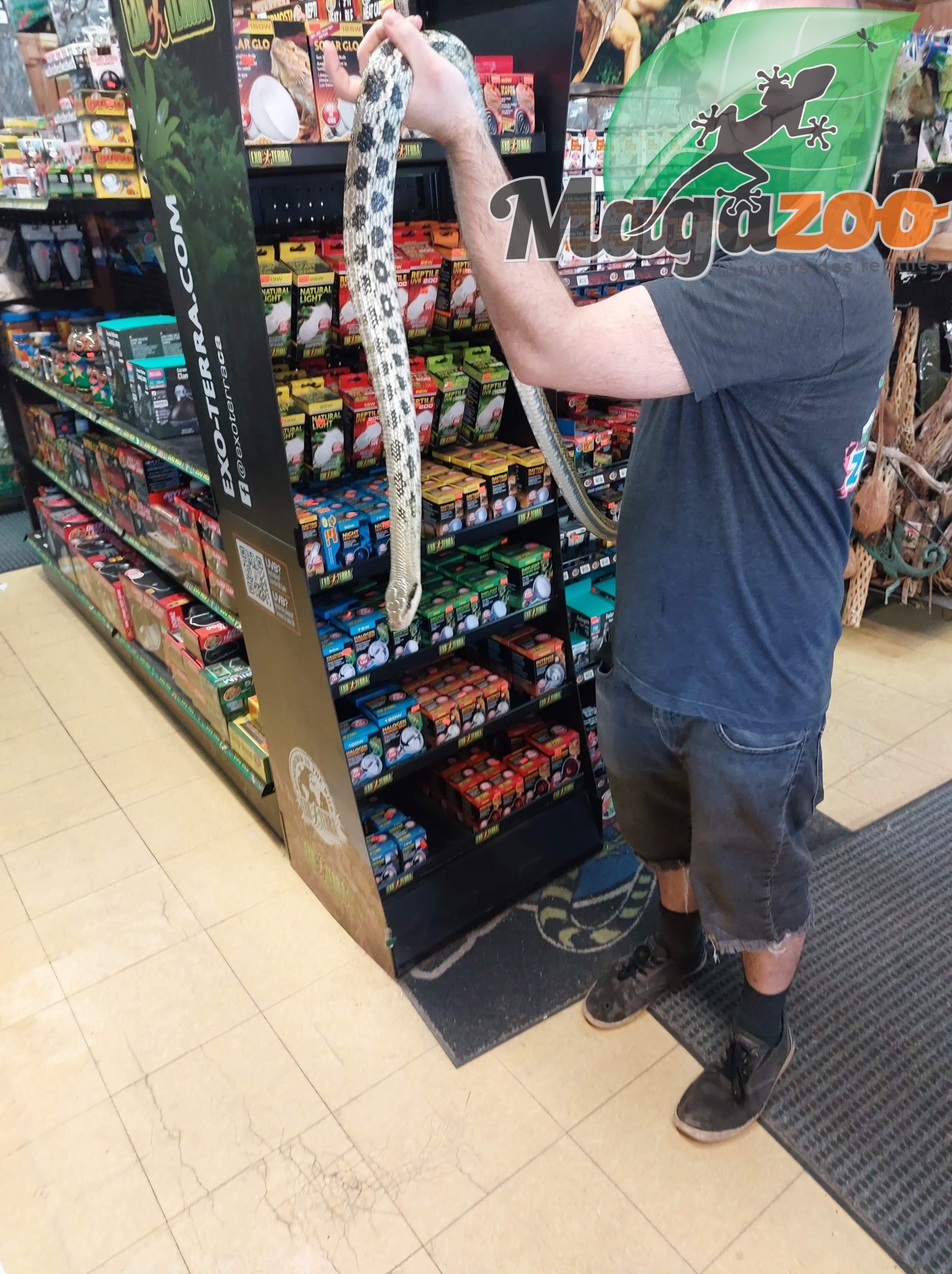 Magazoo Serpent ratier Beauté de Taiwan (Femelle 6 ans)