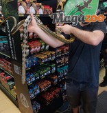 Magazoo Serpent ratier Beauté de Taiwan (Femelle 6 ans)