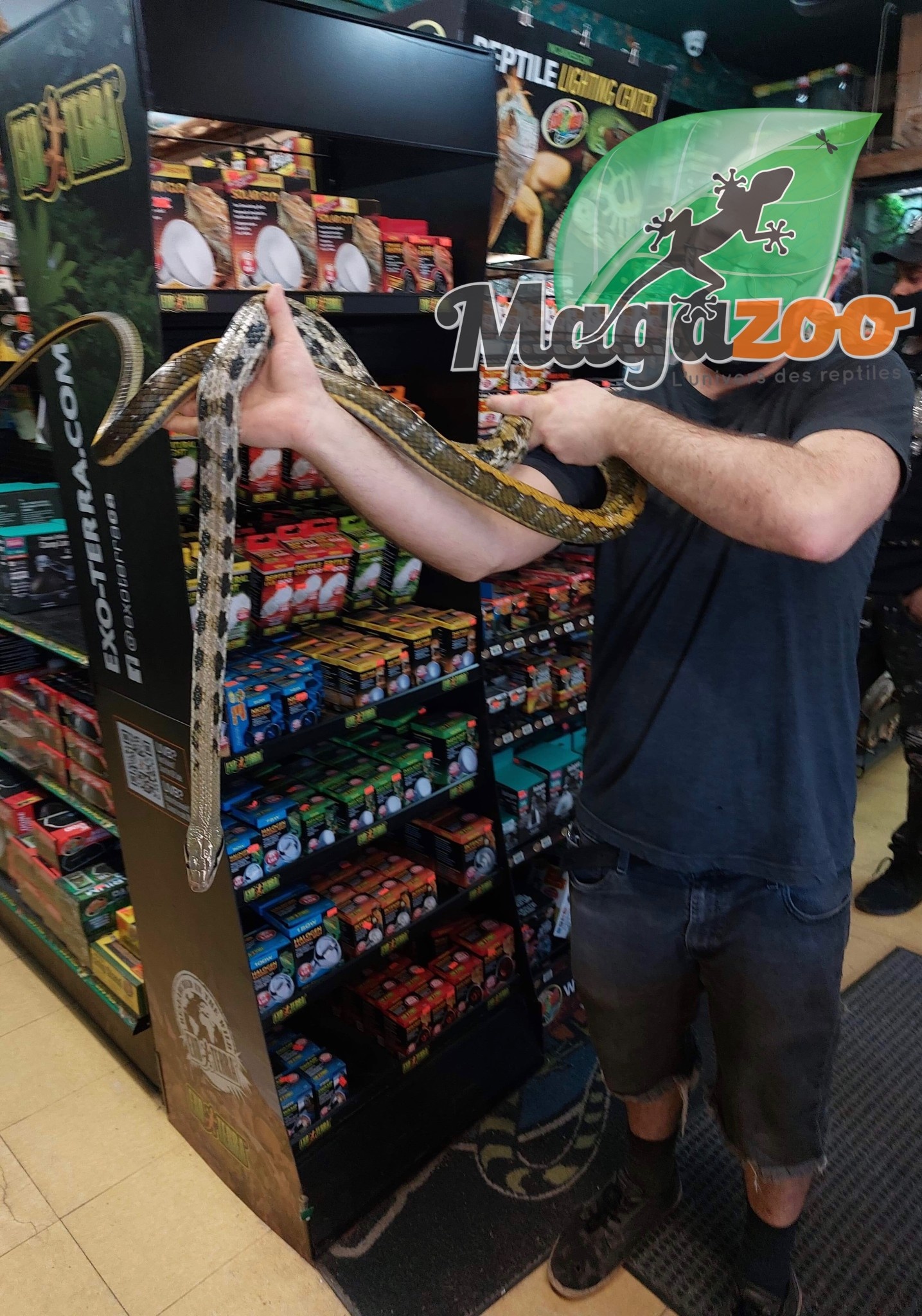 Magazoo Serpent ratier Beauté de Taiwan (Femelle 6 ans)