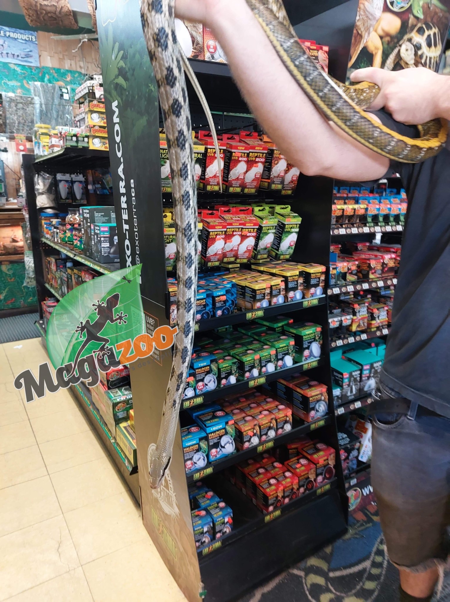 Magazoo Serpent ratier Beauté de Taiwan (Femelle 6 ans)