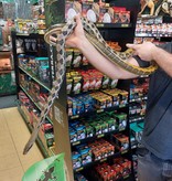 Magazoo Serpent ratier Beauté de Taiwan (Femelle 6 ans)