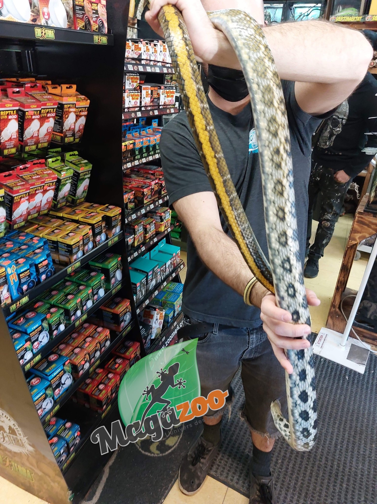 Magazoo Serpent ratier Beauté de Taiwan (Femelle 6 ans)