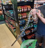 Magazoo Serpent ratier Beauté de Taiwan (Femelle 6 ans)