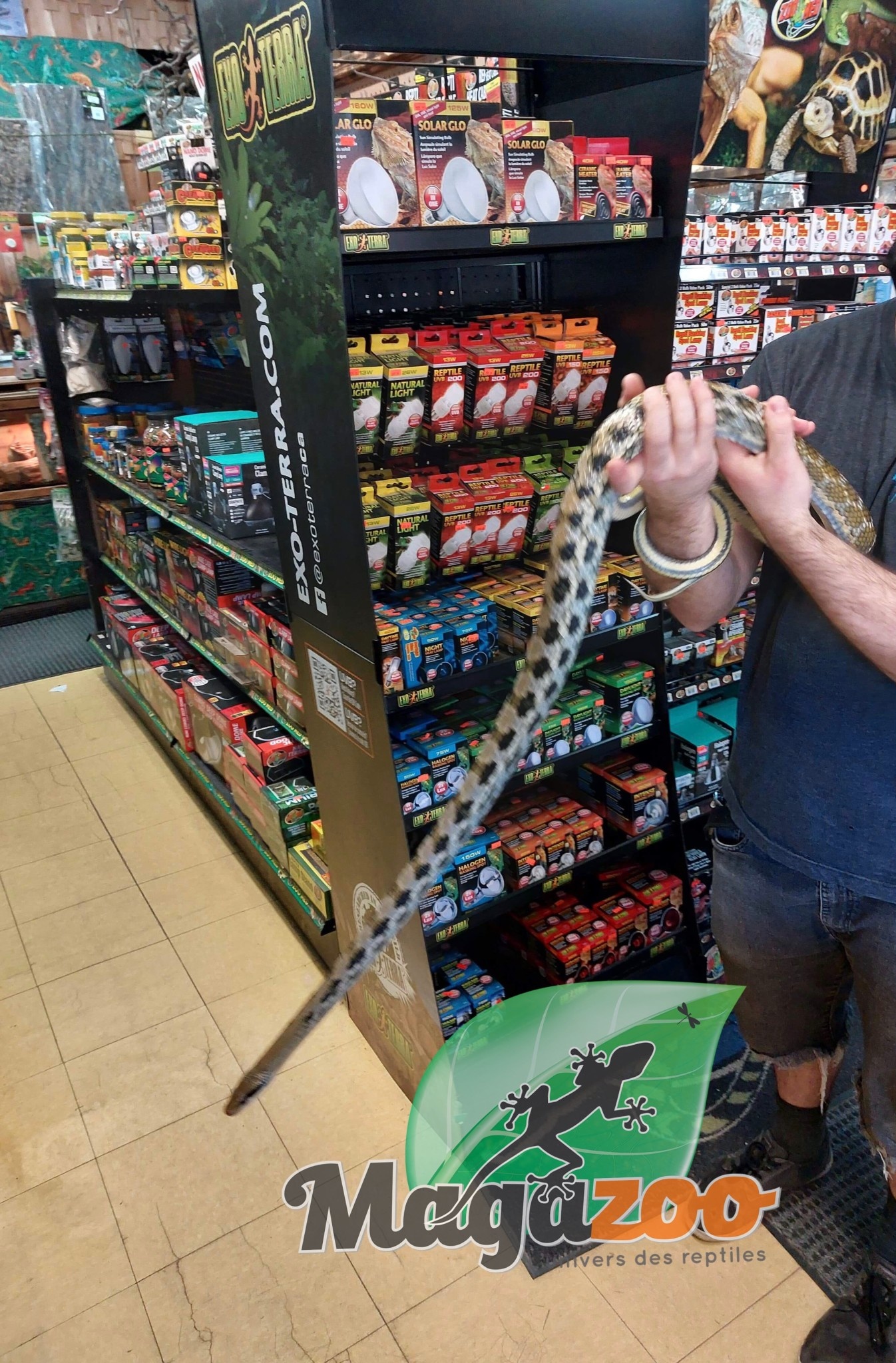 Magazoo Serpent ratier Beauté de Taiwan (Femelle 6 ans)