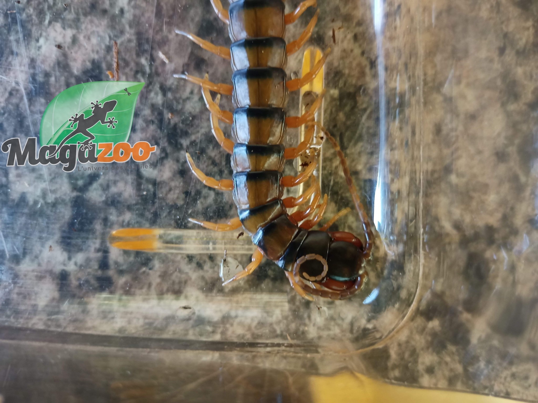 Magazoo Giant centipede/Ethmostigmus rubripes