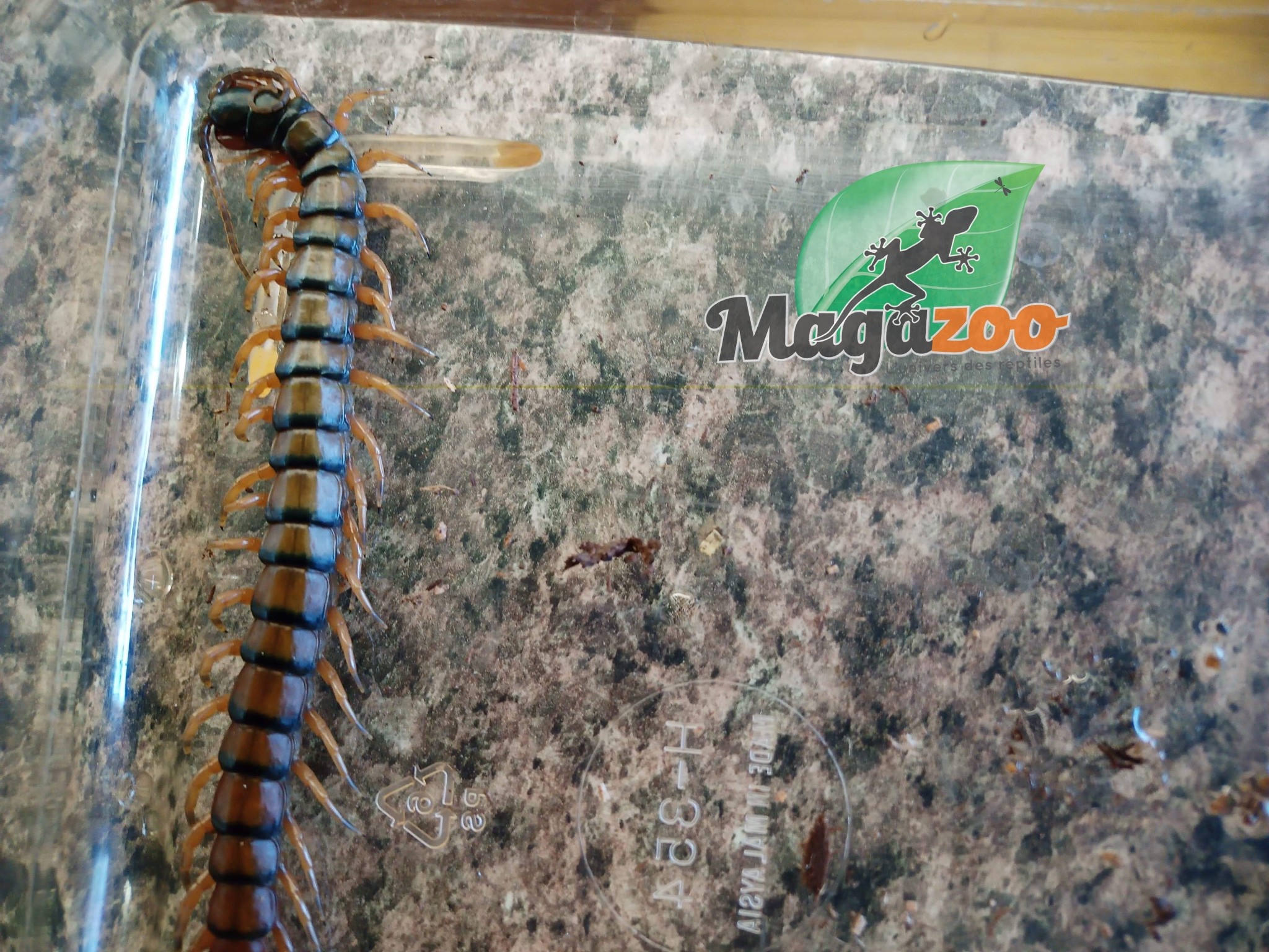 Magazoo Giant centipede/Ethmostigmus rubripes