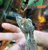 Magazoo Giant Leaf-tailed Gecko Male/Uroplatus fimbriatus  #2