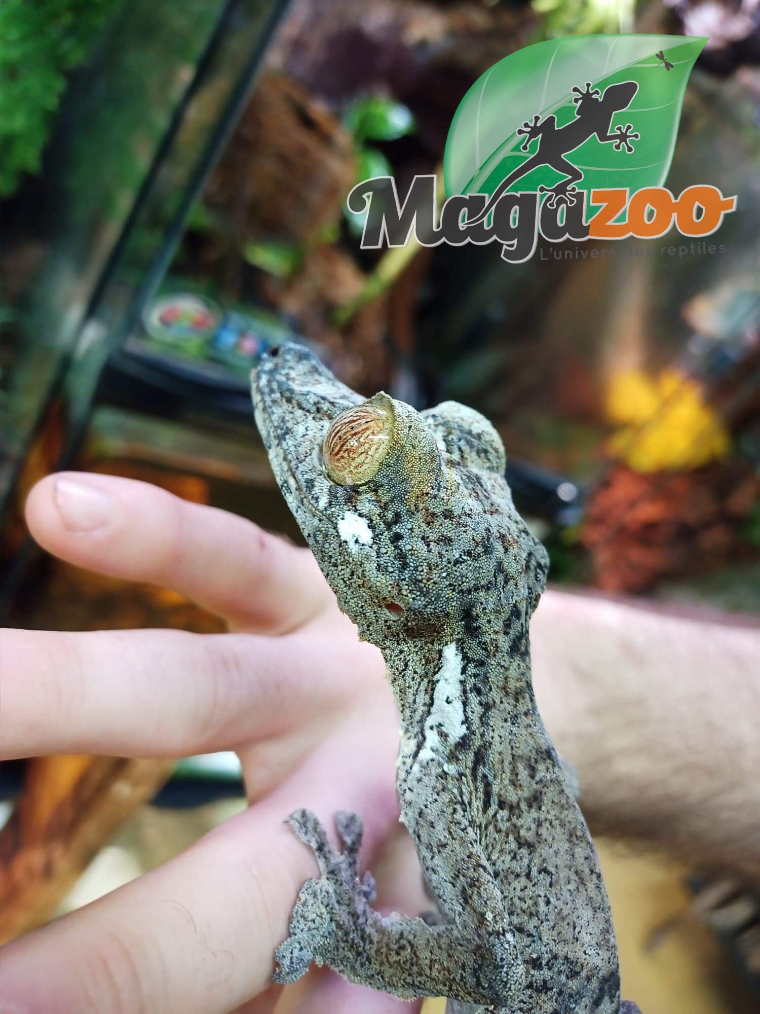 Magazoo Giant Leaf-tailed Gecko Male/Uroplatus fimbriatus  #2