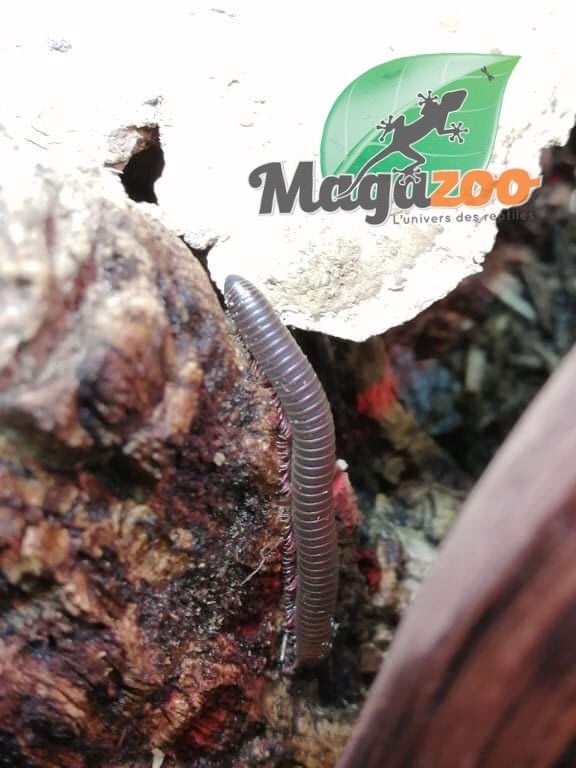 Magazoo North American millipede Small (Narceus americanus) CB