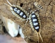 Woodlouse - Isopod