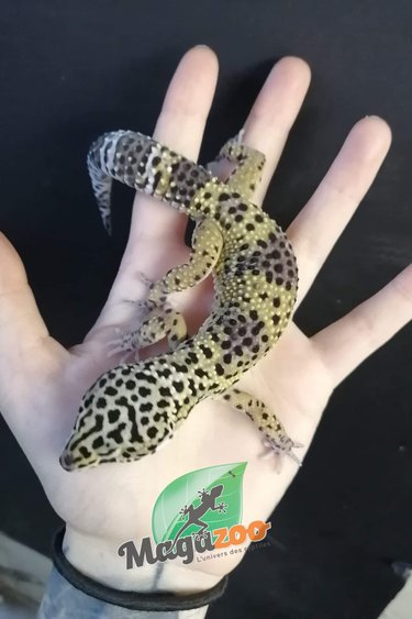 Leopard gecko Classic Male #1