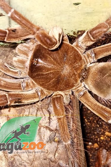 Magazoo Goliath birdeater tarantula 4''/ Theraphosa stirmi