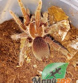 Magazoo King Baboon tarantula 2''/Pelenobius muticus