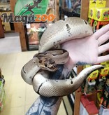 Magazoo Ball python Blade Clown (50% pos. het. Genetic stripe) Male