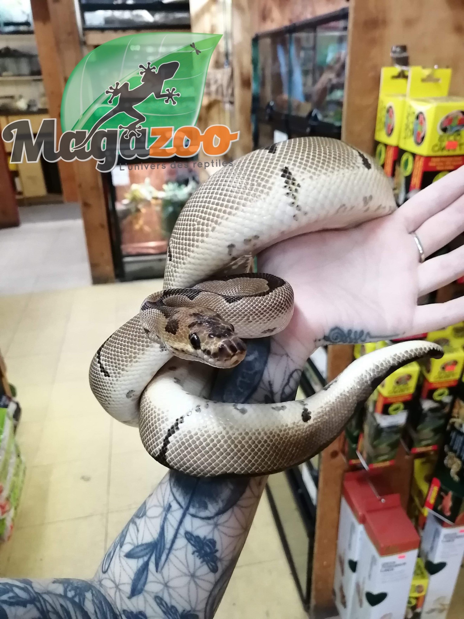 Magazoo Ball python Blade Clown (50% pos. het. Genetic stripe) Male