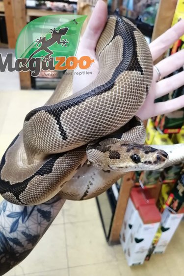 Magazoo Ball python Blade Clown (50% pos. het. Genetic stripe) Male