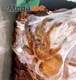 Magazoo Orange baboon tarantula (3/4'')(with enclosure)/Pterinochilus murinus