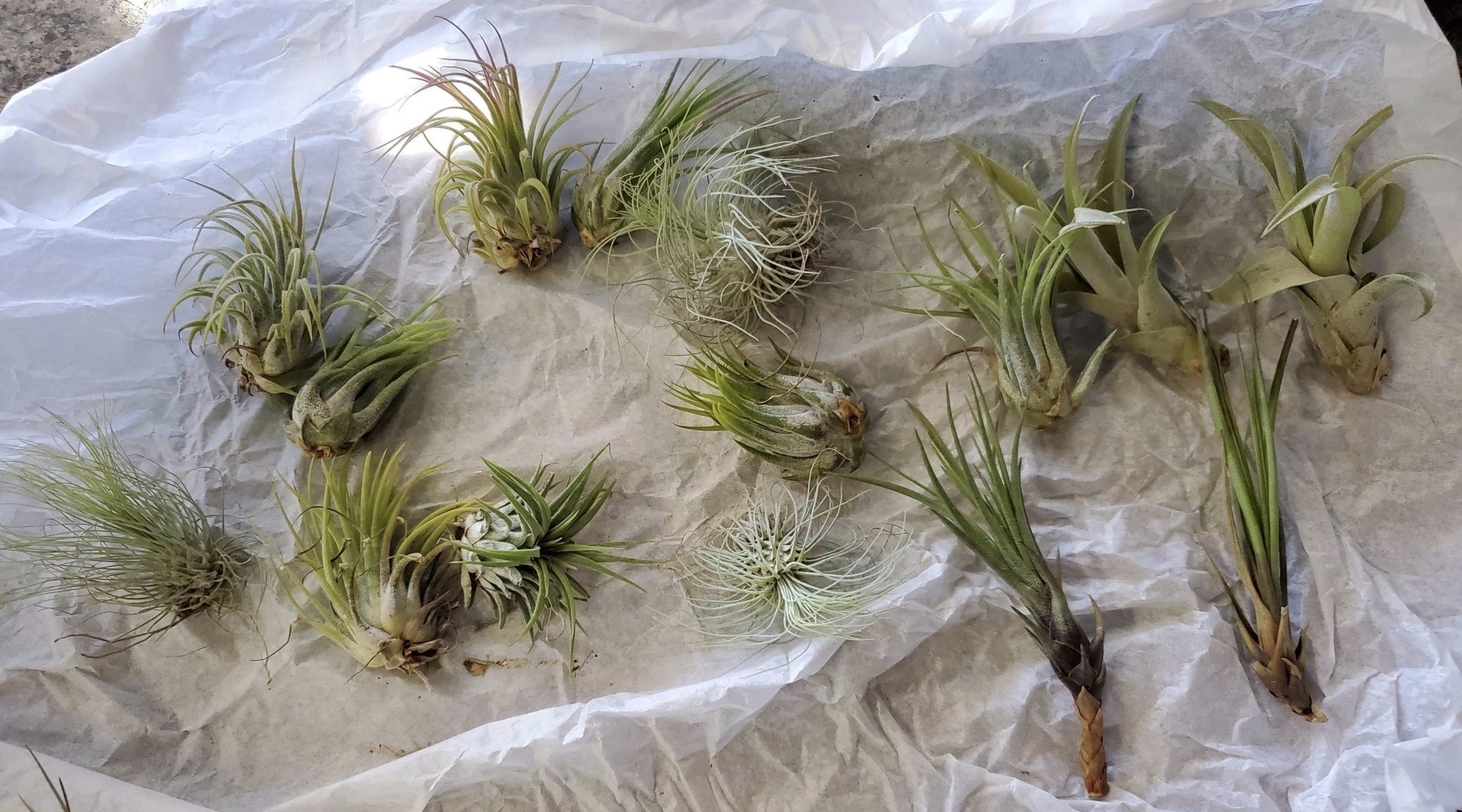 Air varier Plant Magazoo, the Universe of Reptiles