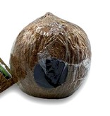 All things reptile ATR-CS-0.75CV-01-051 Noix de coco entière taille 3/4 - 1 trou
