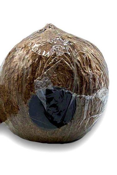 All things reptile ATR-CS-0.75CV-01-051 Noix de coco entière taille 3/4 - 1 trou
