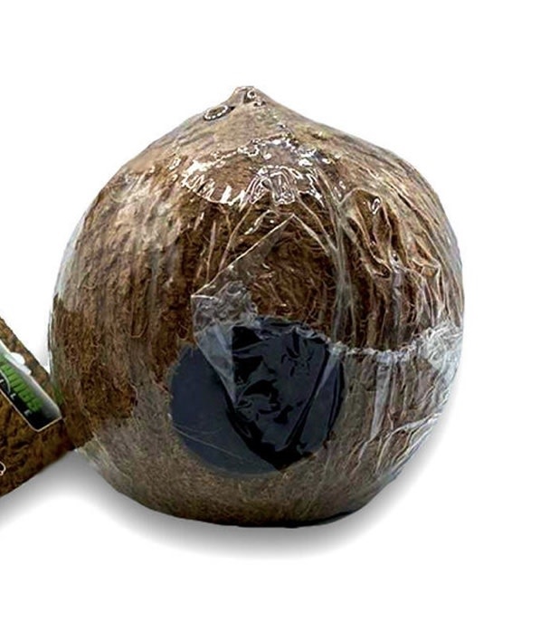 All things reptile ATR-CS-0.75CV-01-051 Noix de coco entière taille 3/4 - 1 trou
