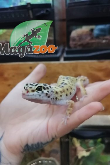 Magazoo Gecko léopard Hypo Mack Snow mâle #2