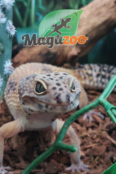 Magazoo Leopard gecko Tangerine Female 11 months old
