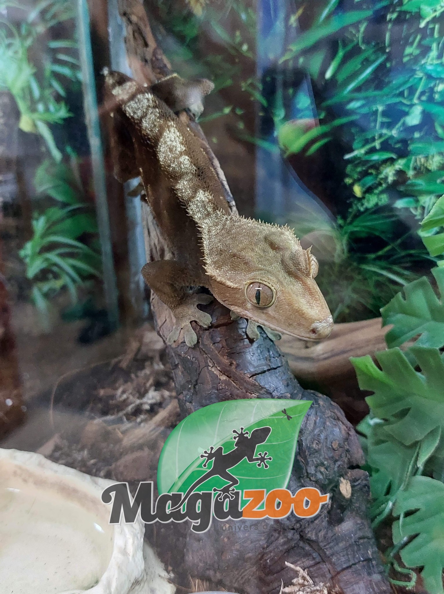 Magazoo Crested gecko  (no tail) Breeding male