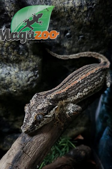Magazoo Gecko gargouille Femelle - Gargoyle gecko