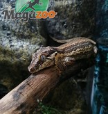 Magazoo Gecko gargouille - Gargoyle gecko