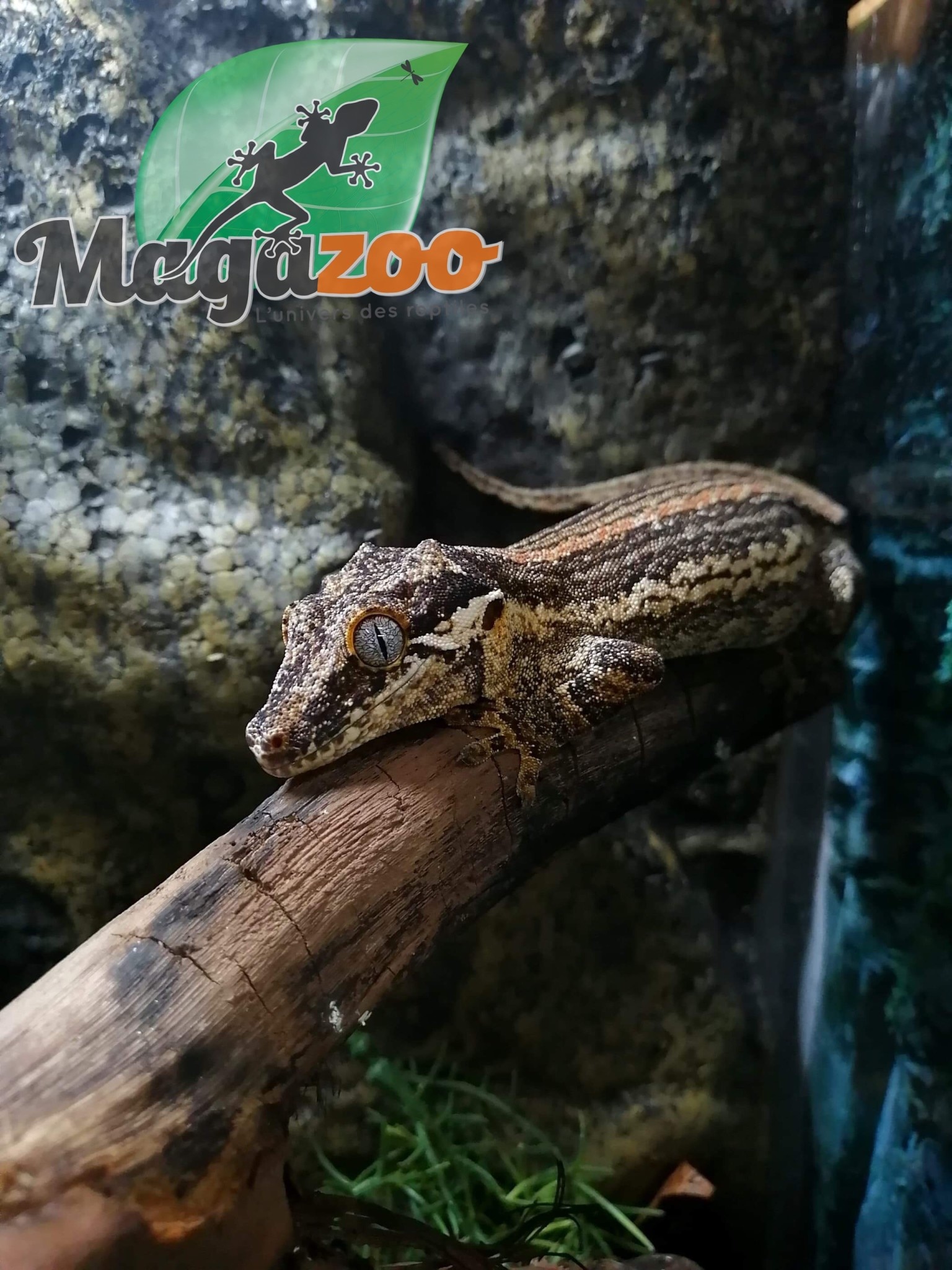 Magazoo Gecko gargouille - Gargoyle gecko