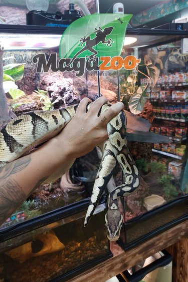 Magazoo Ball python  (adult) 7 years old Male Adoption - 2nd chance