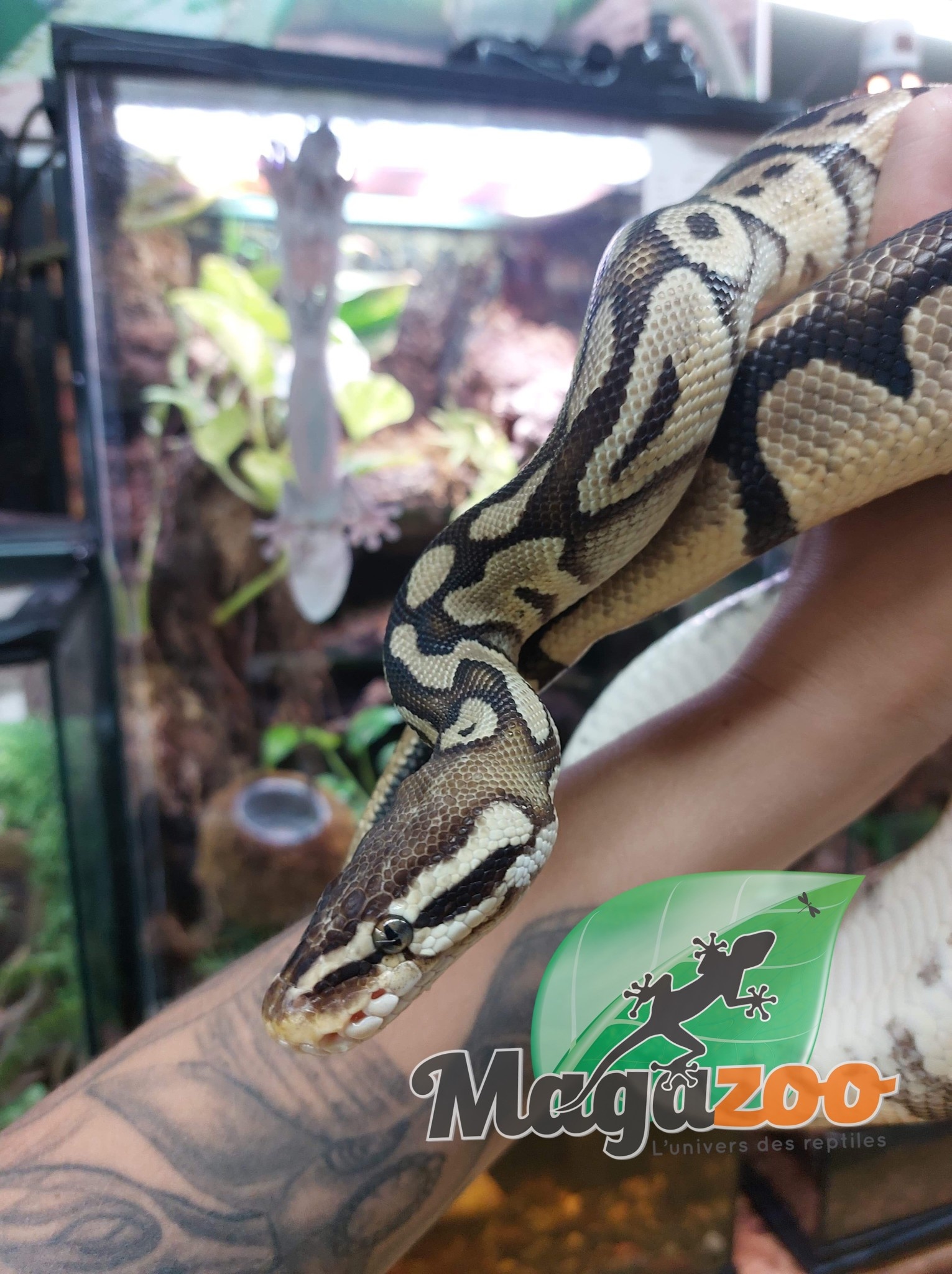 Magazoo Ball python  (adult) 7 years old Male Adoption - 2nd chance
