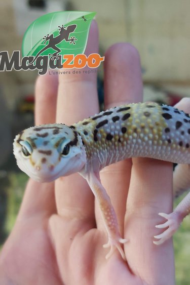Magazoo Gecko léopard Macksnow Het diablo blanco (Né 19 mars) Mâle