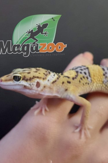 Magazoo Gecko léopard high yellow (né 30 mars) Mâle