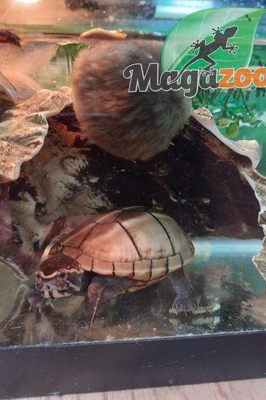 Magazoo Three striped mud turtle Male
