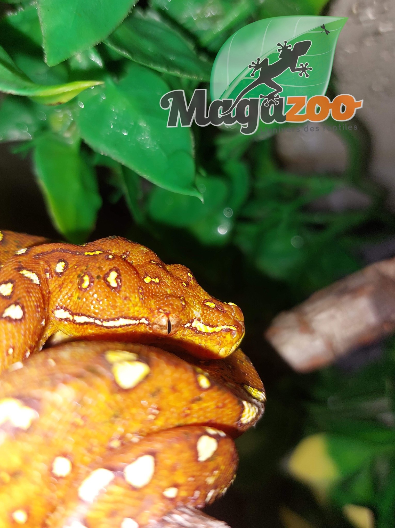 Magazoo Green tree python Baby #1 (CB Germany)