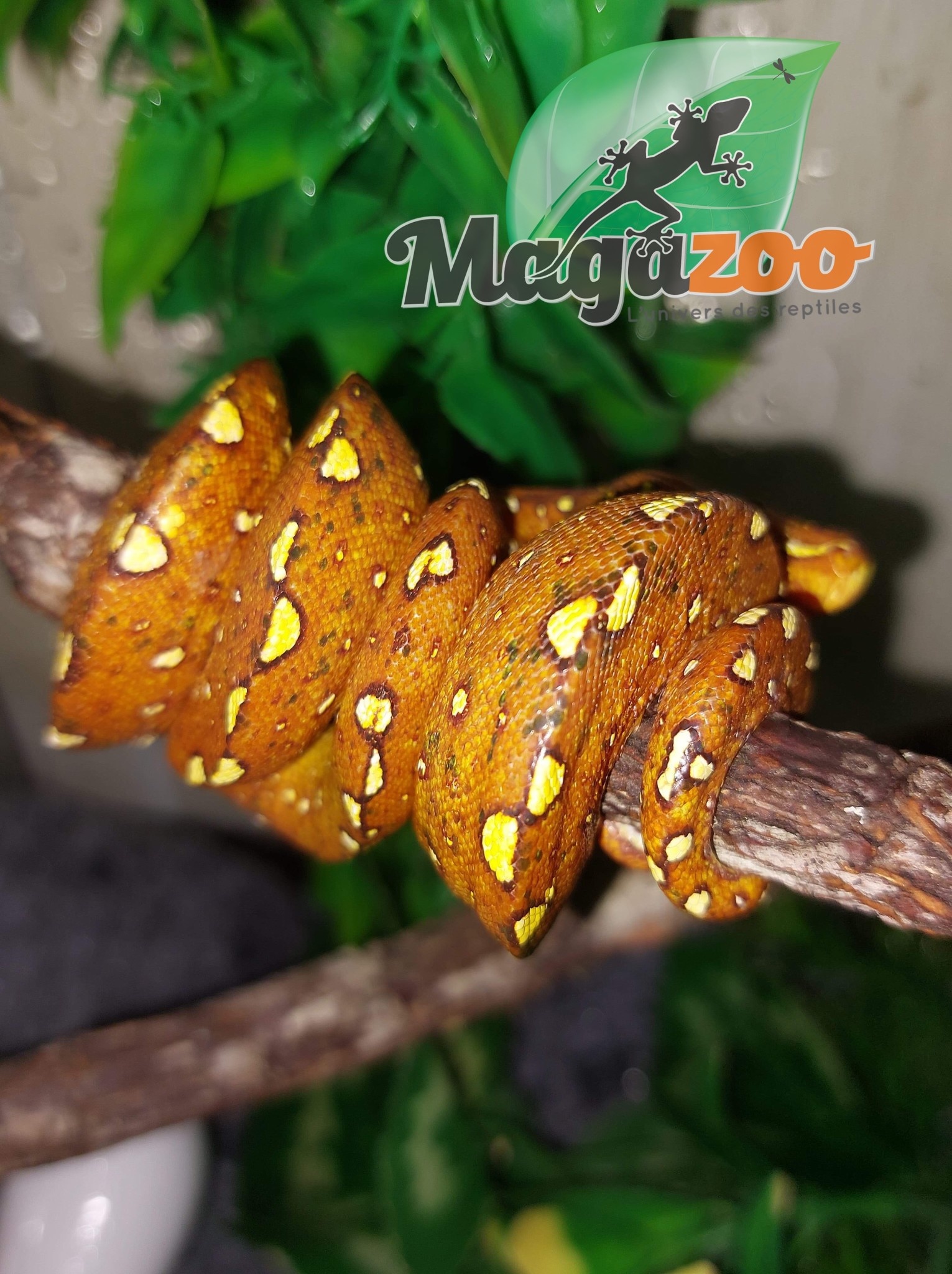 Magazoo Green tree python Baby #1 (CB Germany)