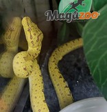 Magazoo Green tree python Baby #2 (CB Germany)