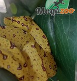 Magazoo Python vert Biak Bébé #2 (CB Allemagne)