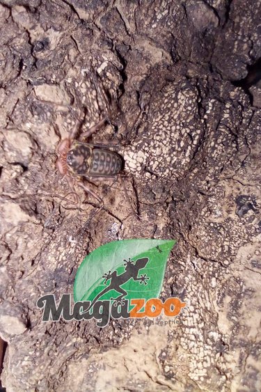Magazoo Nicaraguan Tailless Whip Scorpion  (Baby CB 1/8'')