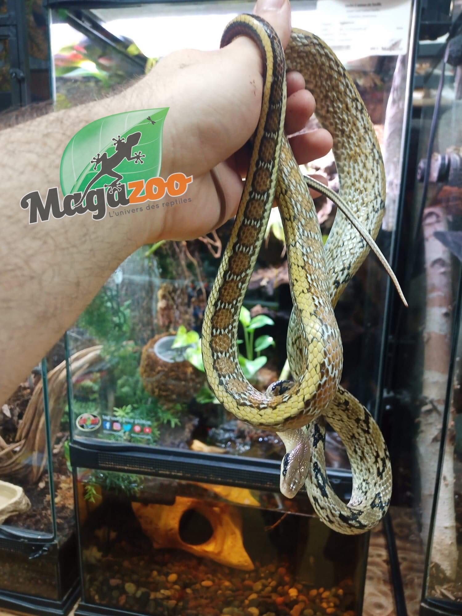 Magazoo Serpent ratier Yunnan Beauty (Mâle)